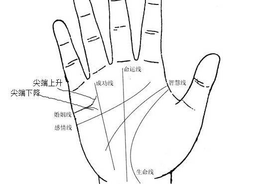 手相学中的五条掌纹的详细介绍