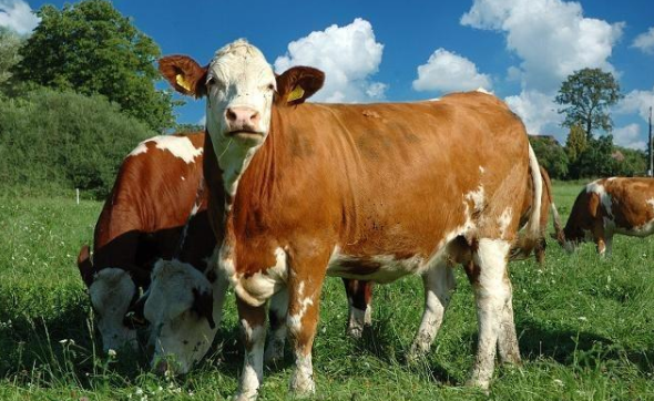 不同牛年出生的属牛的人2020年运程大全