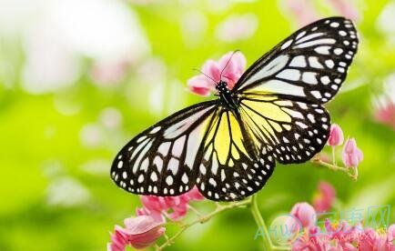 【周公解梦】梦见蝴蝶死了是什么意思？