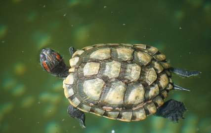 【周公解梦】梦见乌龟是什么意思 梦见乌龟在水里游