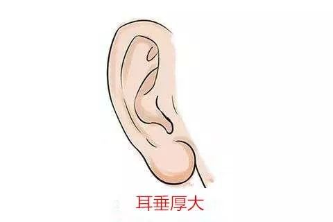 从耳朵的形状看命运 耳相详解