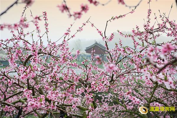 【周公解梦】梦到桃树开花结果代表什么意思?