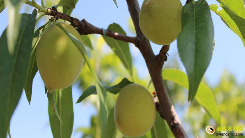 【周公解梦】梦见杏树上结满了杏子是什么征兆?